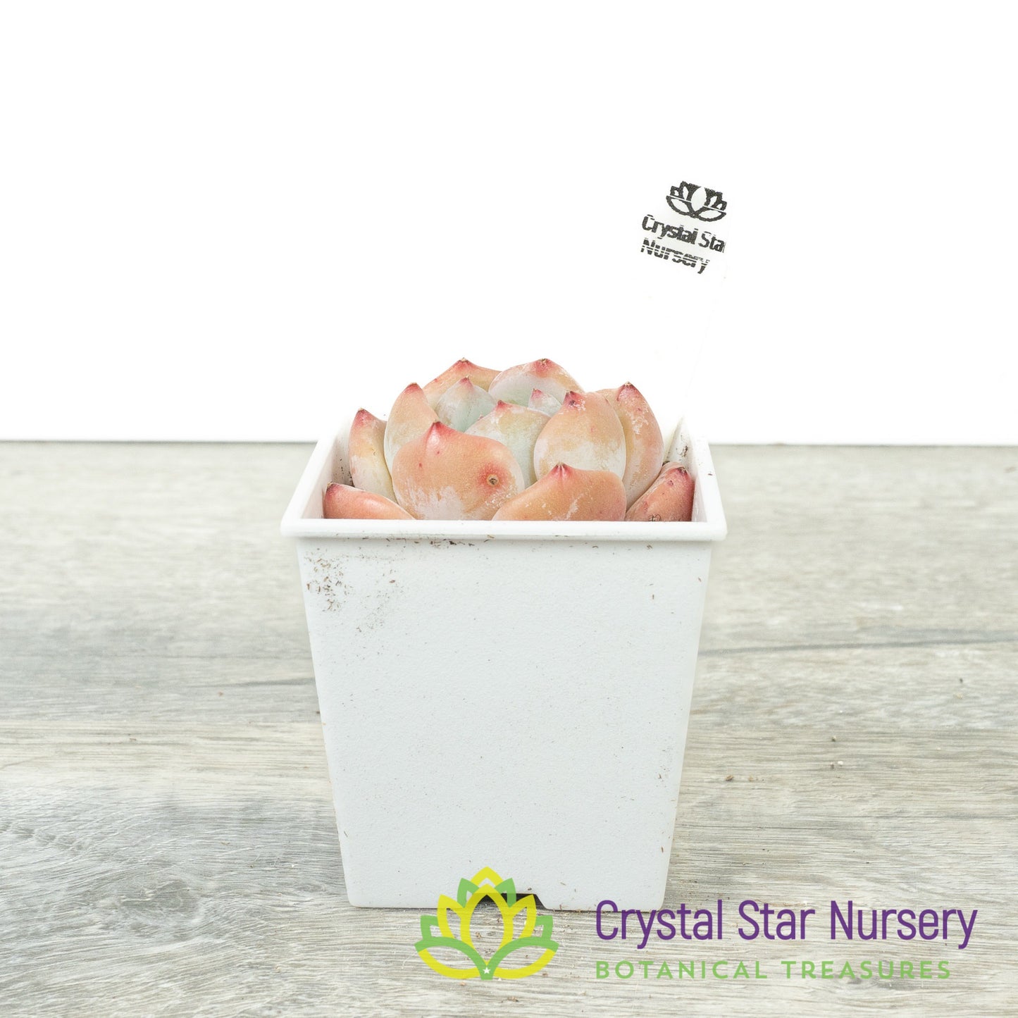 Echeveria Monroe Dark Patterns 梦露暗纹/Meng Lu An Wen (23K9) (#4)
