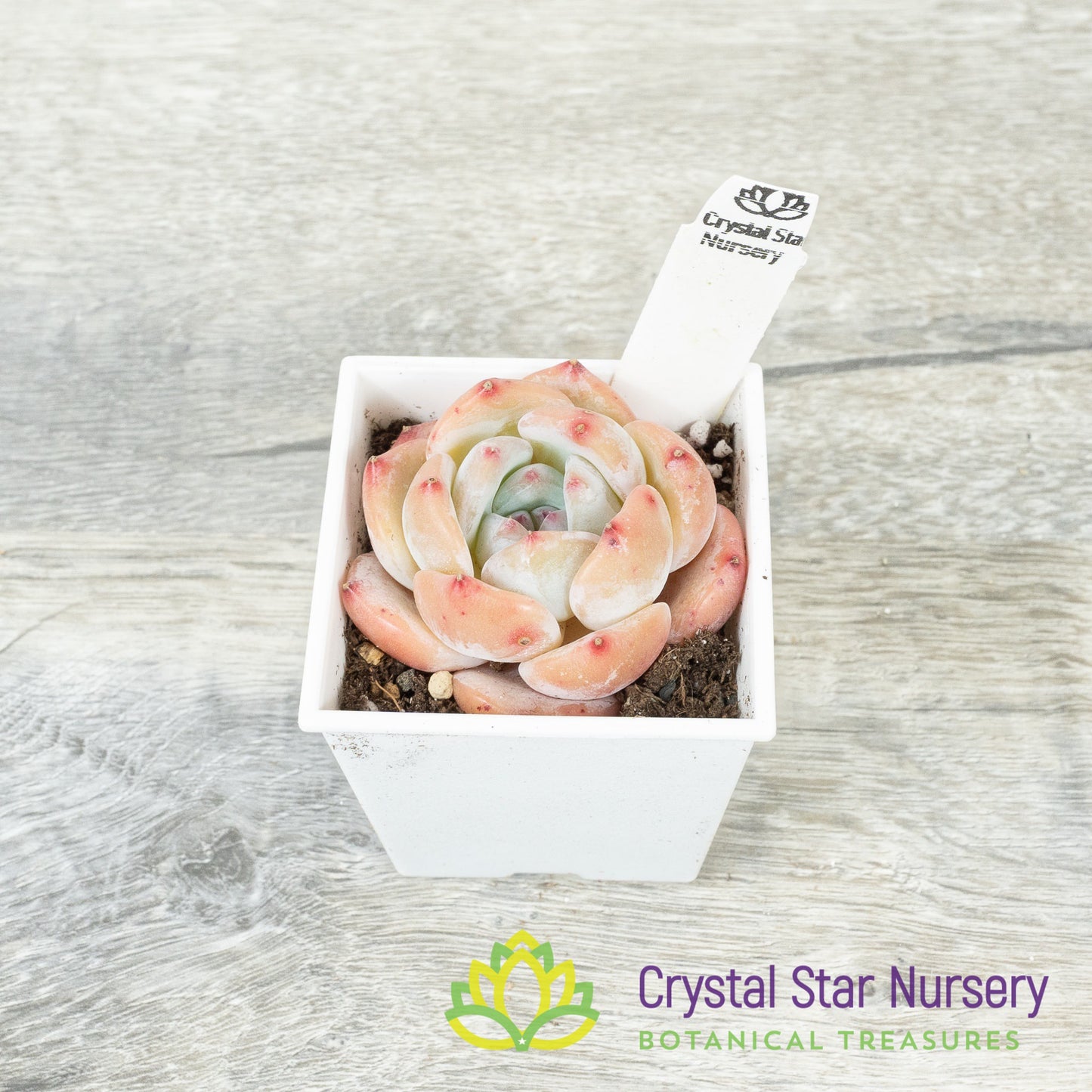 Echeveria Monroe Dark Patterns 梦露暗纹/Meng Lu An Wen (23K9) (#4)