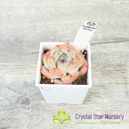 Echeveria Monroe Dark Patterns 梦露暗纹/Meng Lu An Wen (23K9) (#4)