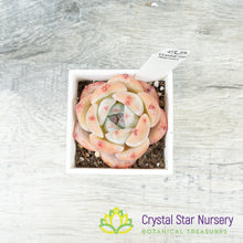 Echeveria Monroe Dark Patterns 梦露暗纹/Meng Lu An Wen (23K9) (#4)