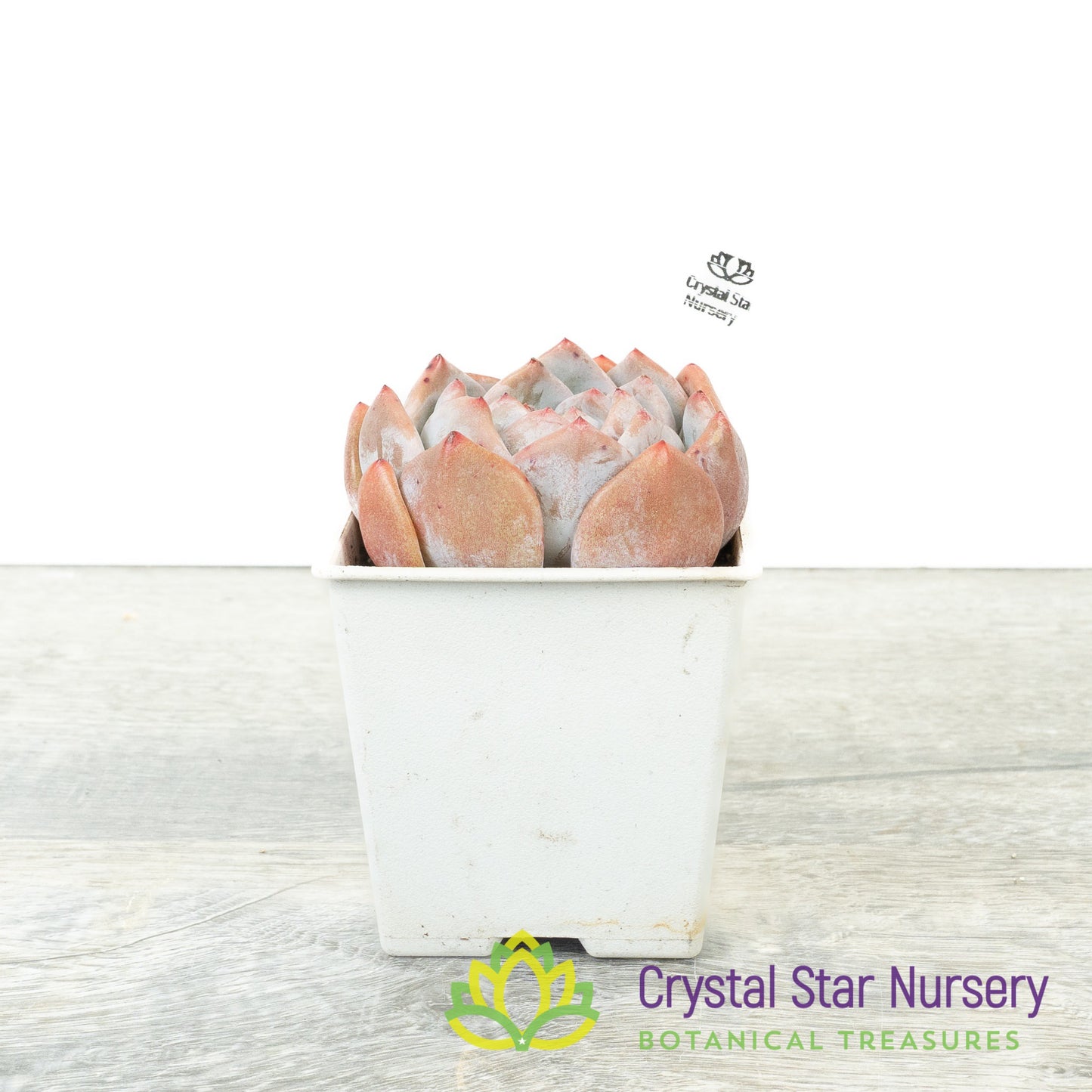 Echeveria Monroe (#2)