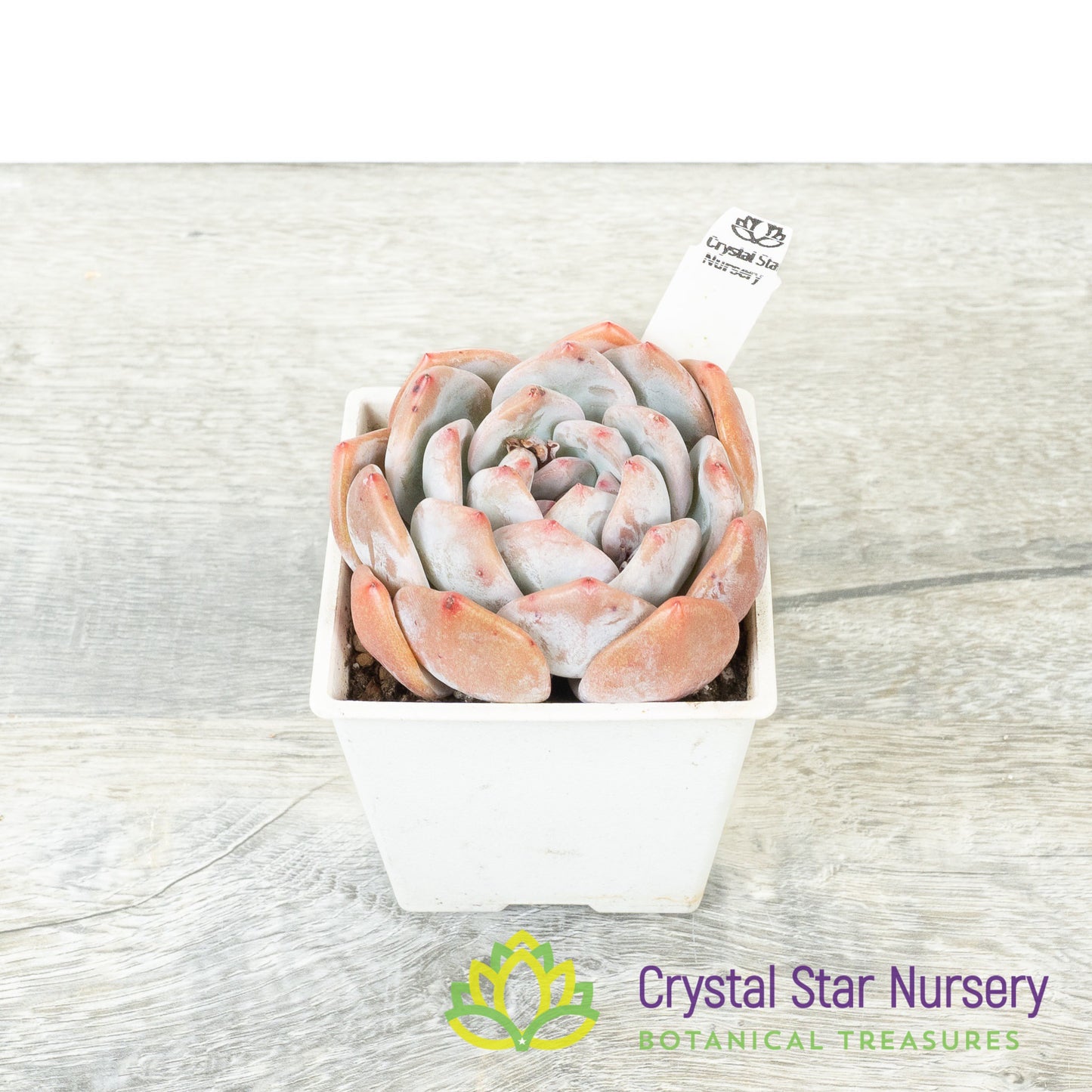 Echeveria Monroe (#2)