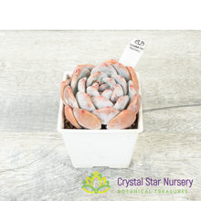 Echeveria Monroe (#2)