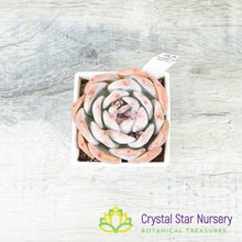 Echeveria Monroe (#2)