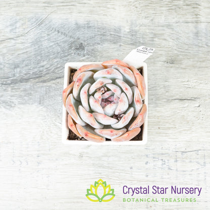 Echeveria Monroe (#2)