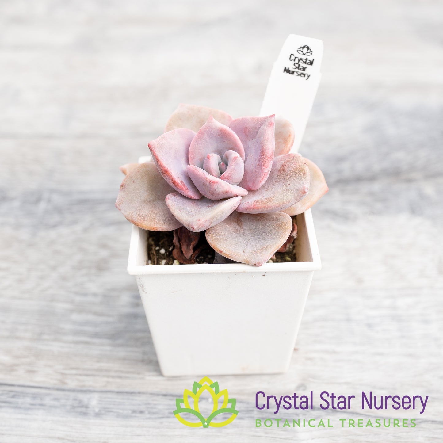 Echeveria Mrs Richards