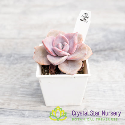 Echeveria Mrs Richards