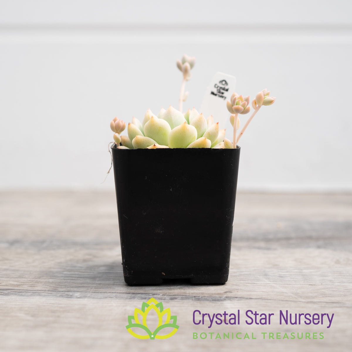 Echeveria Prolifica
