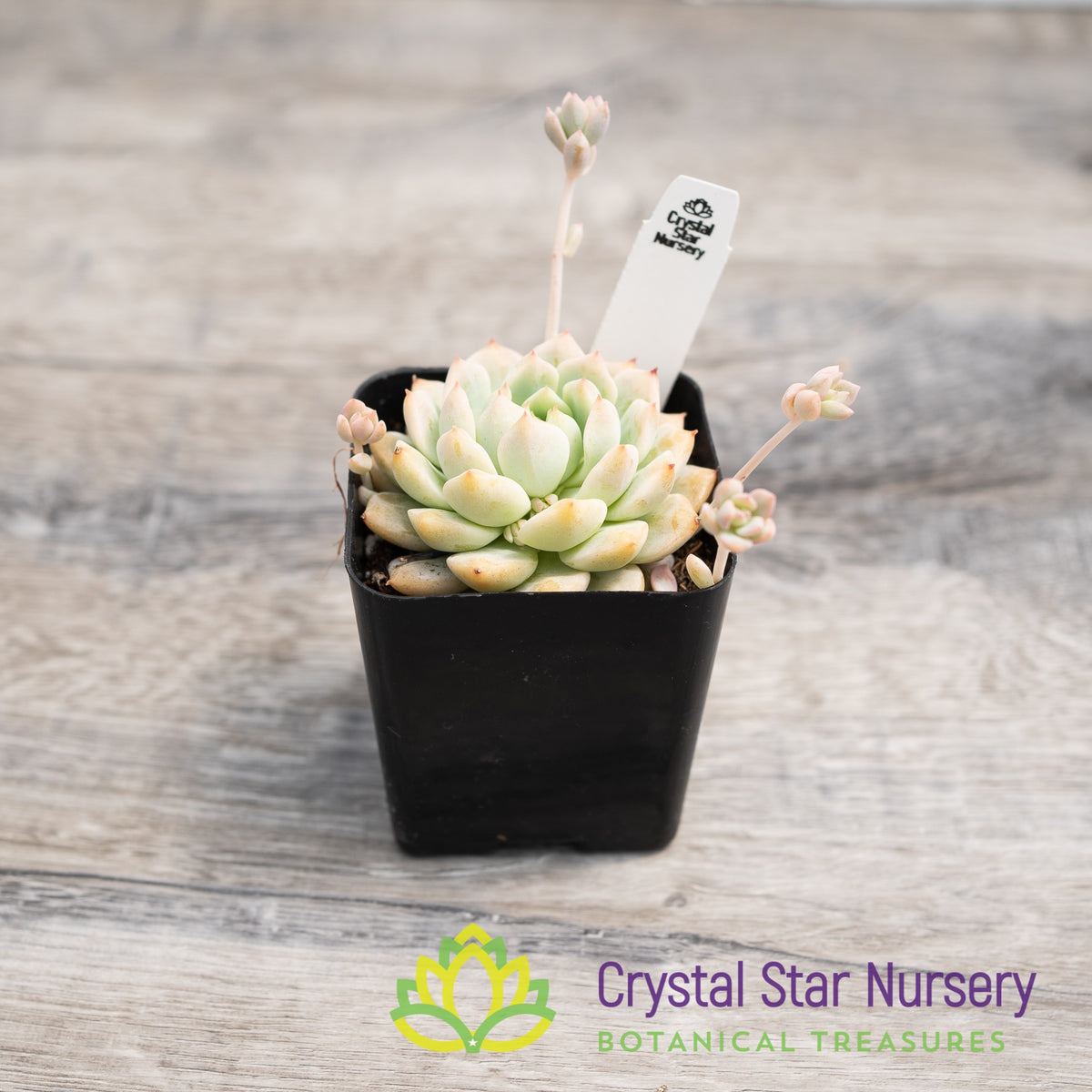 Echeveria Prolifica