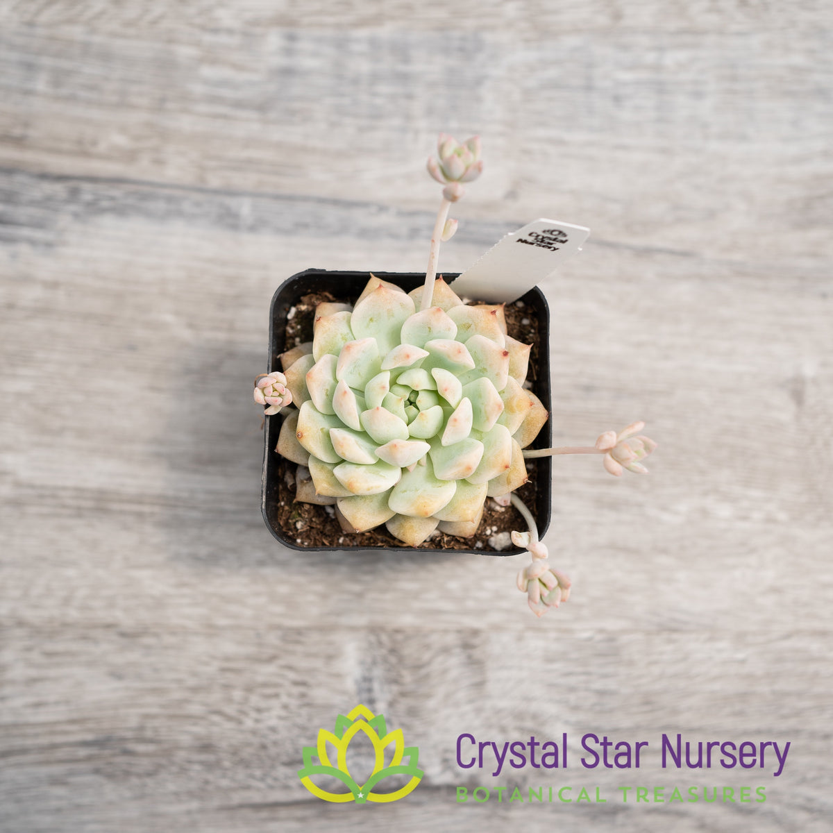 Echeveria Prolifica