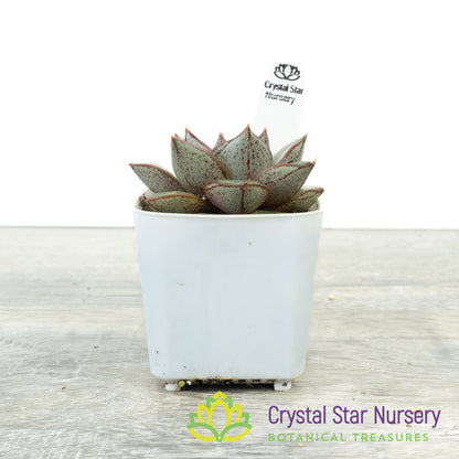 Echeveria Purpusorum