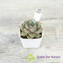 Echeveria Purpusorum
