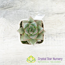 Echeveria Purpusorum