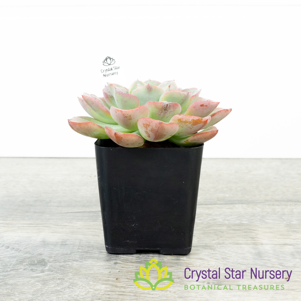 Echeveria Raindrops