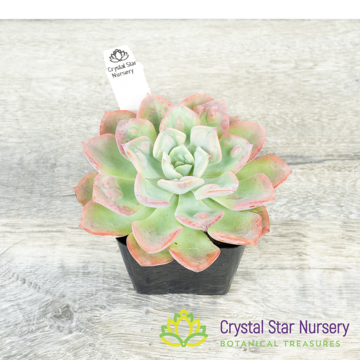 Echeveria Raindrops