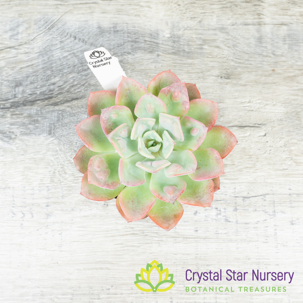Echeveria Raindrops