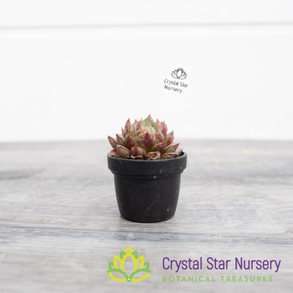 Echeveria Red Cubilose