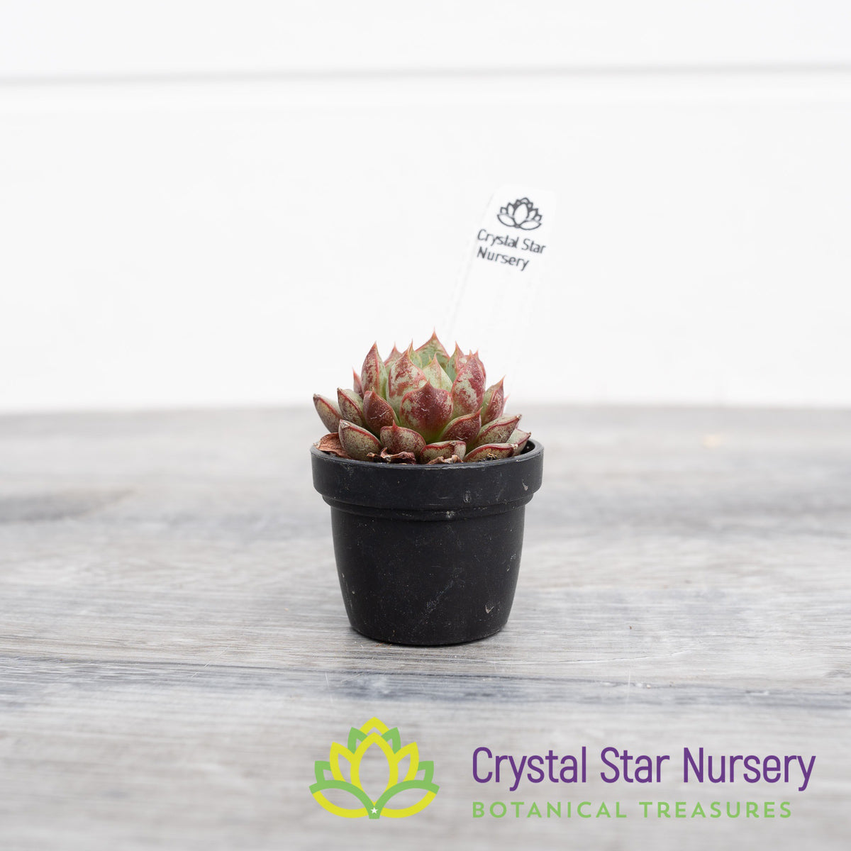 Echeveria Red Cubilose