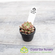 Echeveria Red Cubilose
