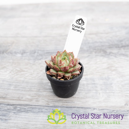 Echeveria Red Cubilose