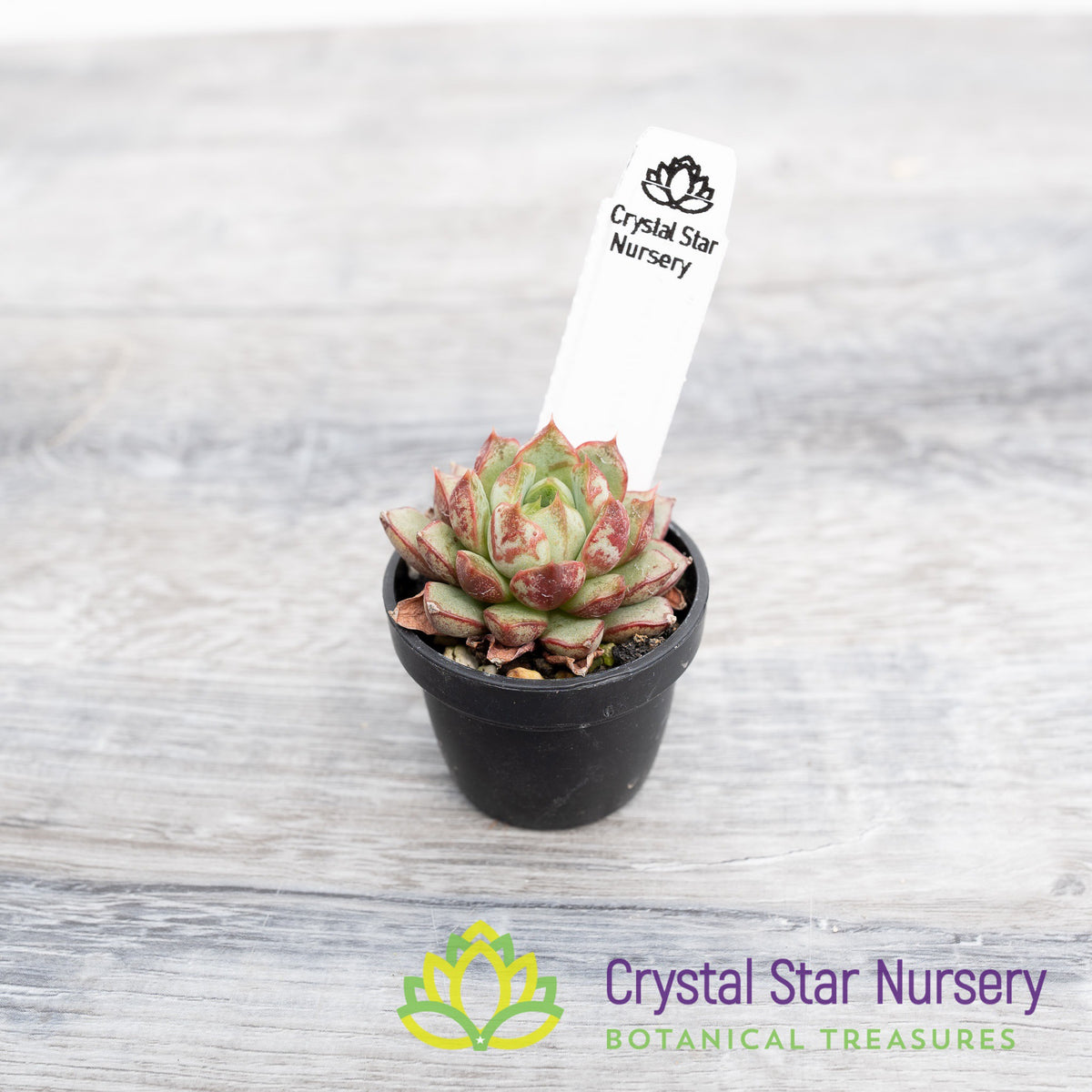 Echeveria Red Cubilose