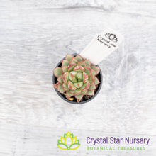 Echeveria Red Cubilose