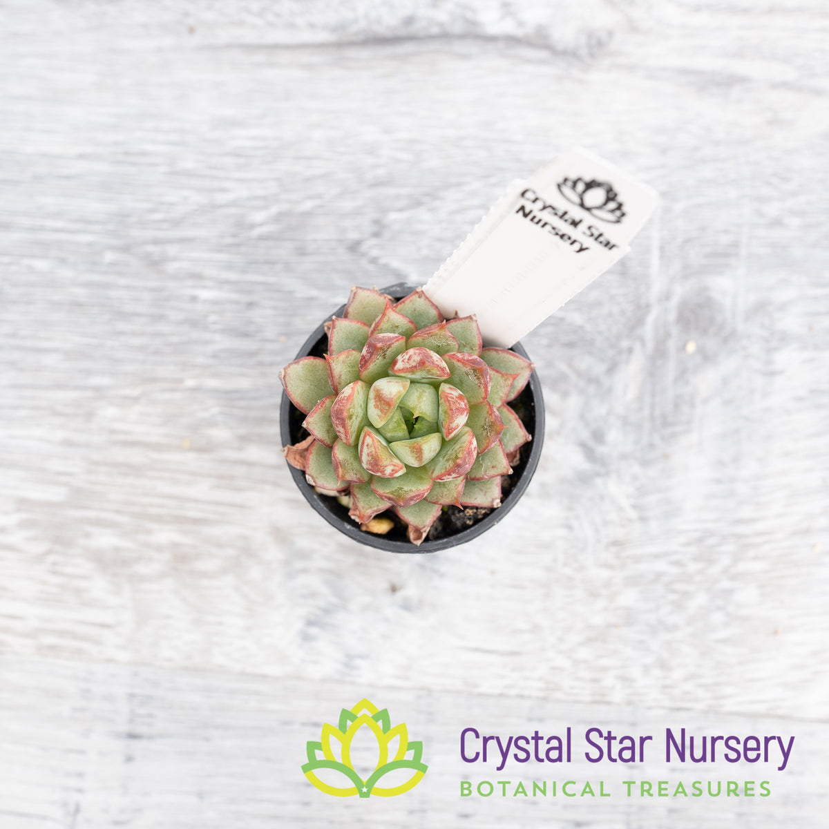 Echeveria Red Cubilose