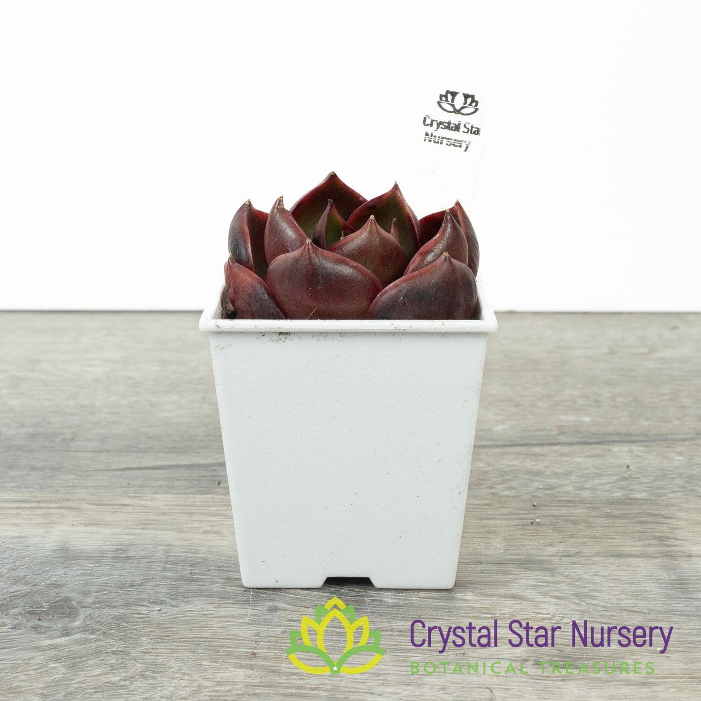 Echeveria Red Light 红灯/Hong Deng (#10)