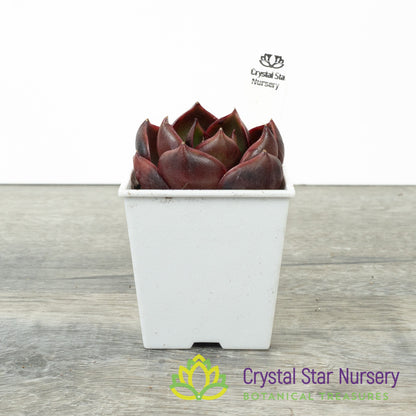 Echeveria Red Light 红灯/Hong Deng (#10)