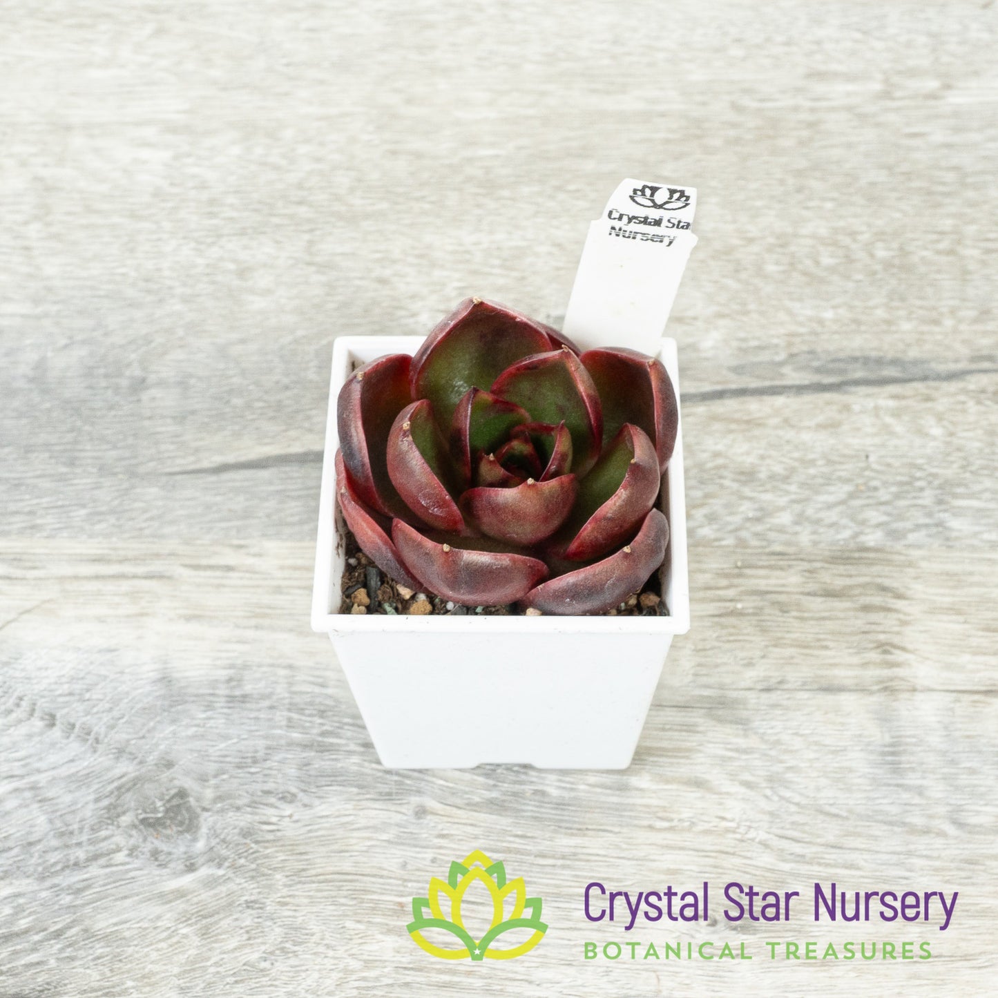 Echeveria Red Light 红灯/Hong Deng (#10)