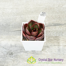 Echeveria Red Light 红灯/Hong Deng (#10)