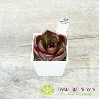 Echeveria Red Light 红灯/Hong Deng (#10)