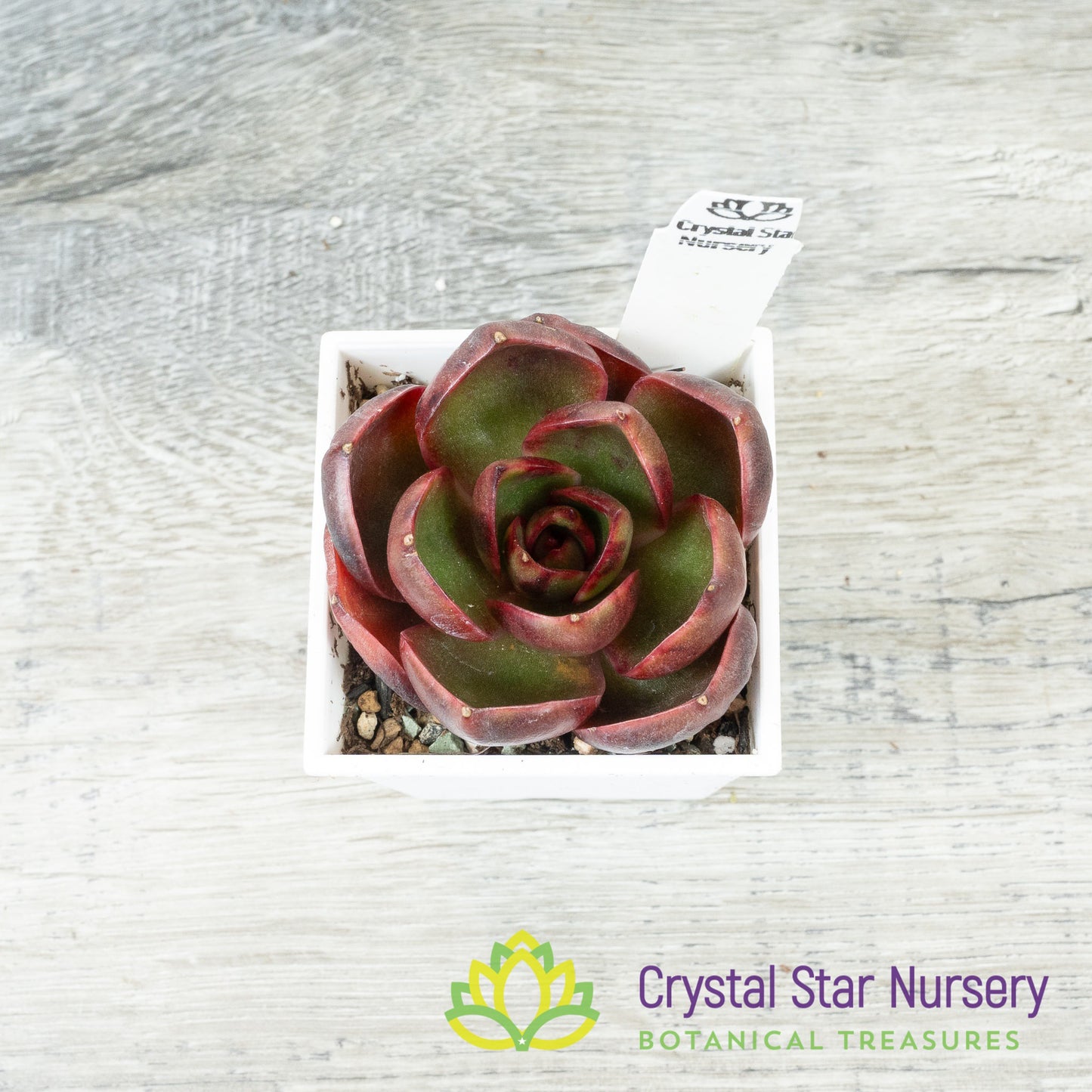 Echeveria Red Light 红灯/Hong Deng (#10)