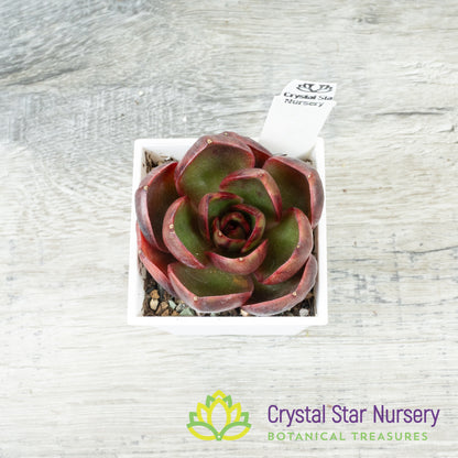 Echeveria Red Light 红灯/Hong Deng (#10)