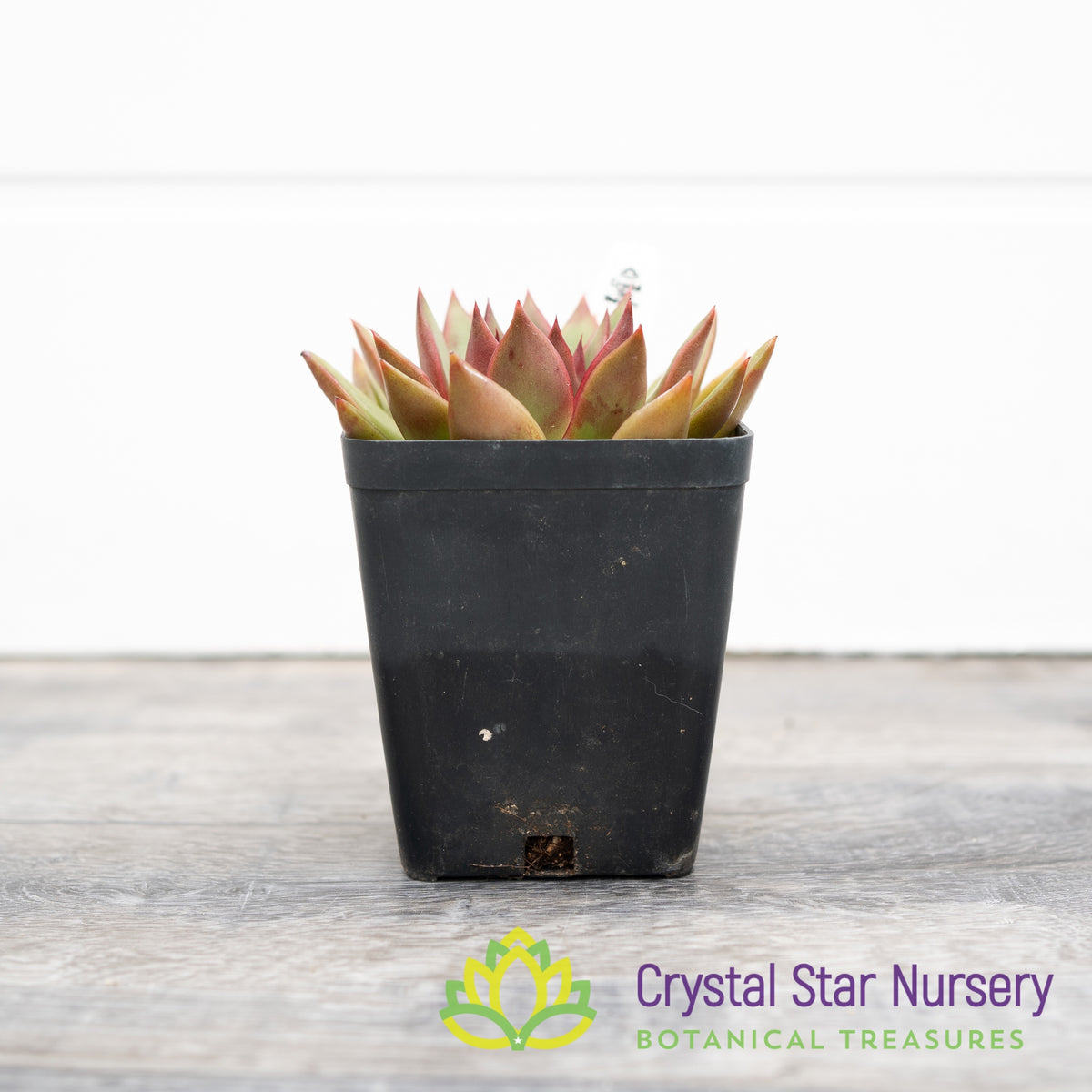 Echeveria Rubra