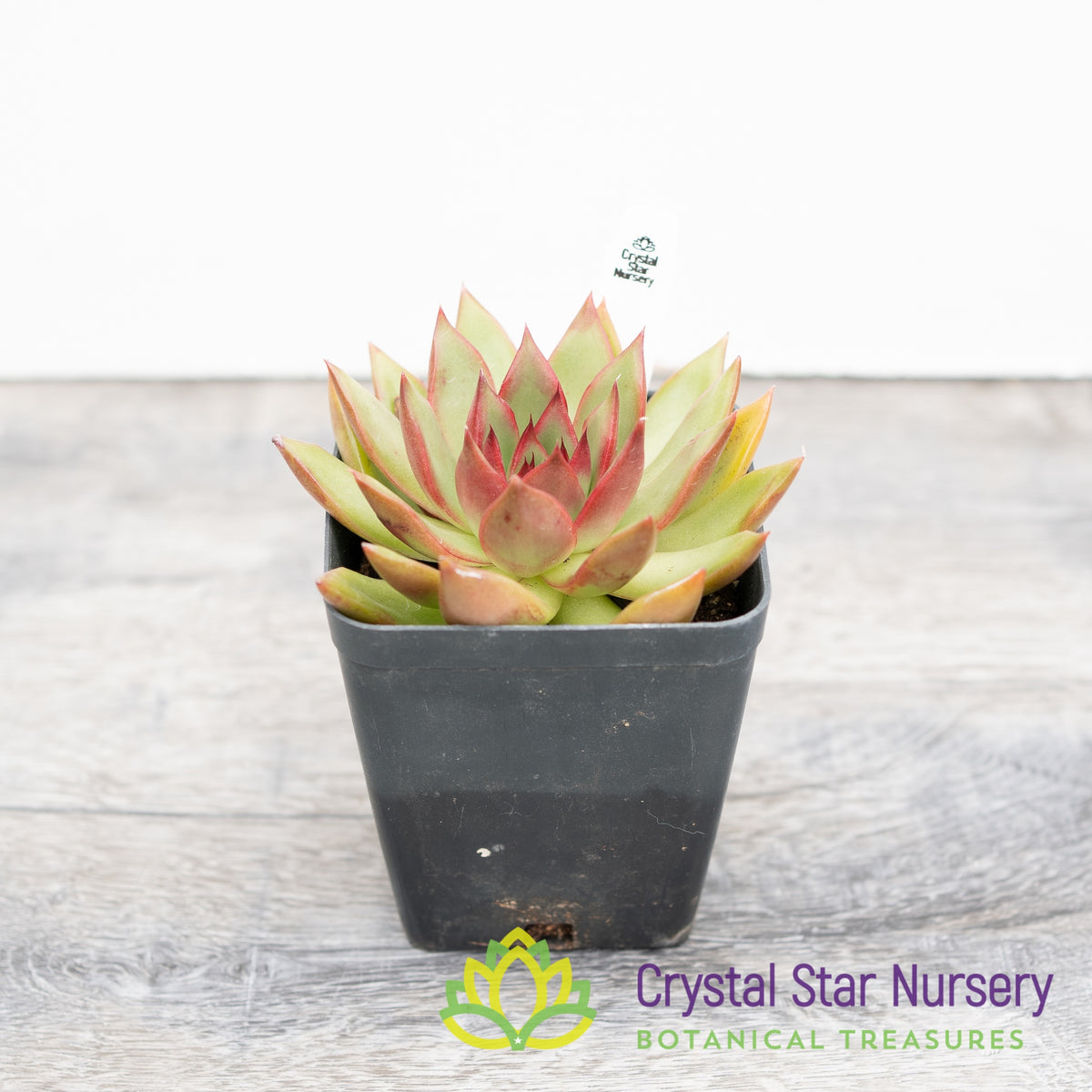 Echeveria Rubra