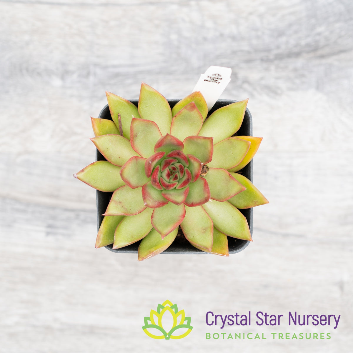 Echeveria Rubra