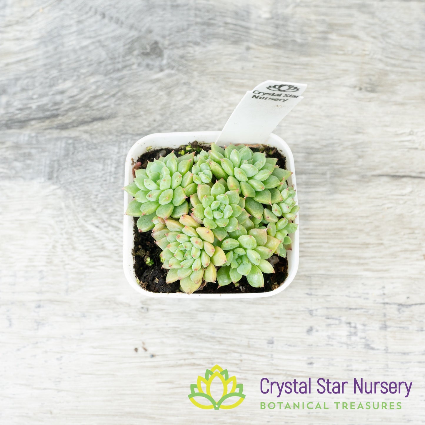 Echeveria Siberia