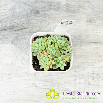 Echeveria Siberia