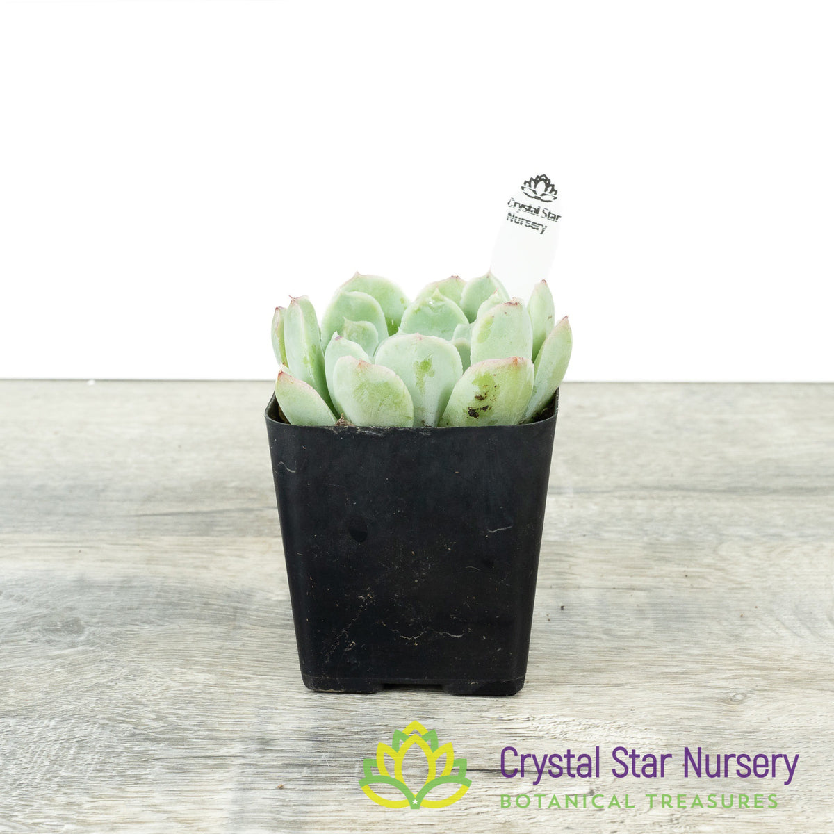 Echeveria Silhouette