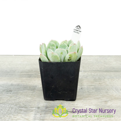 Echeveria Silhouette