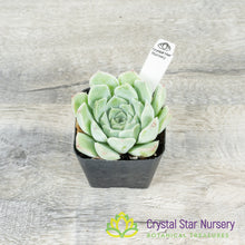 Echeveria Silhouette