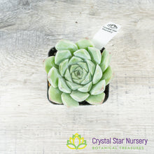 Echeveria Silhouette