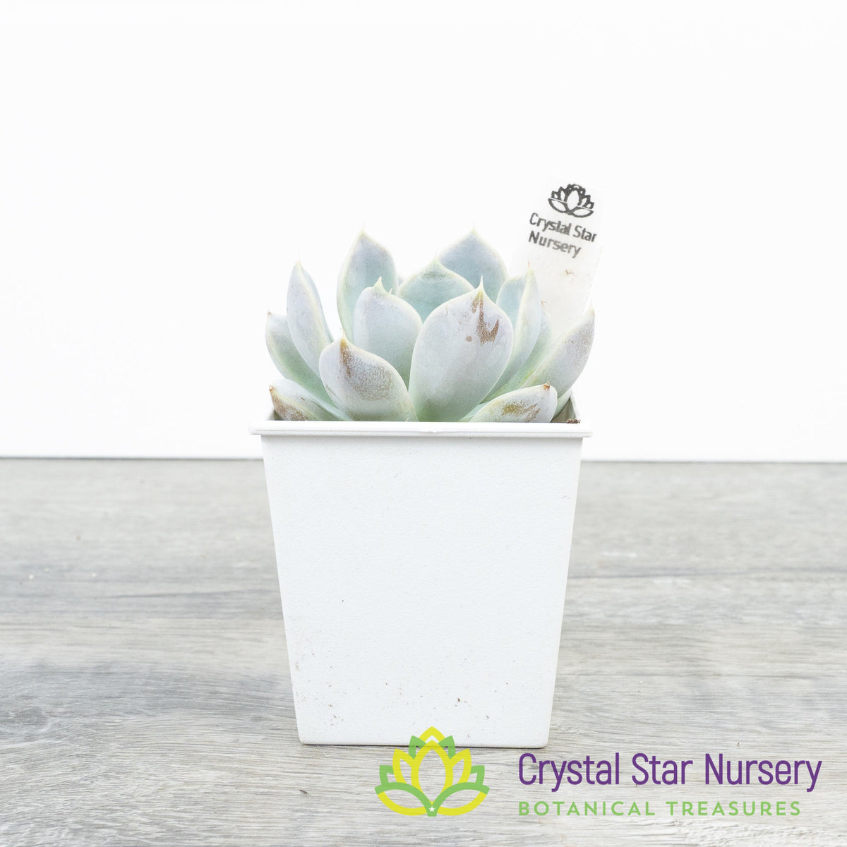 Echeveria Snow Bunny