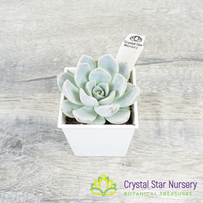 Echeveria Snow Bunny