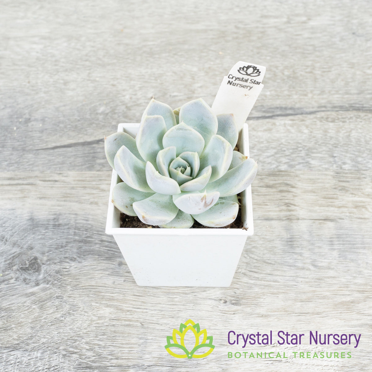 Echeveria Snow Bunny