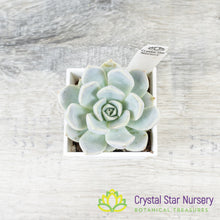Echeveria Snow Bunny