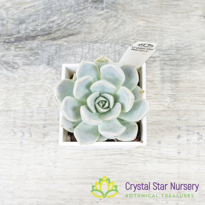Echeveria Snow Bunny