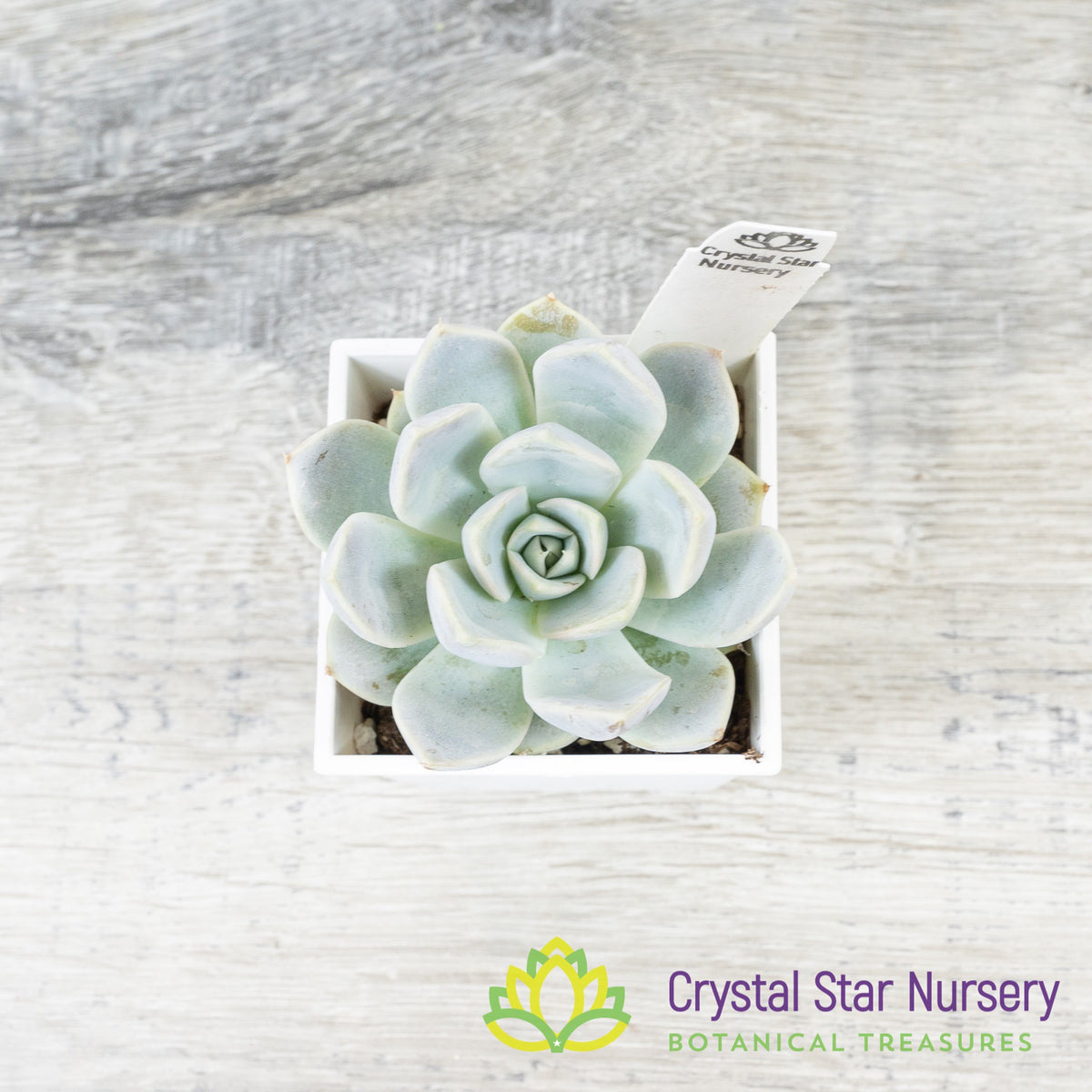 Echeveria Snow Bunny
