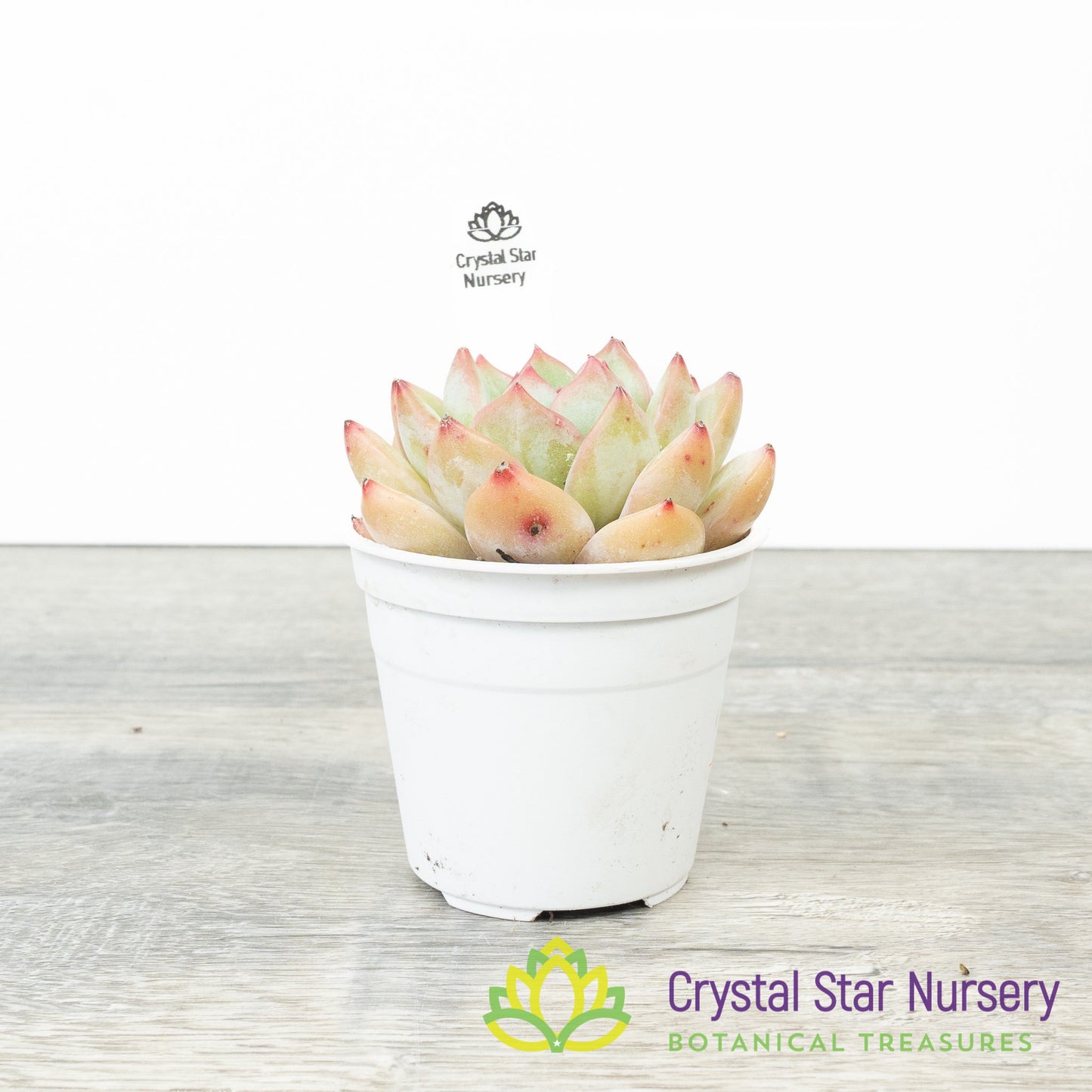 Echeveria Snow Lotus